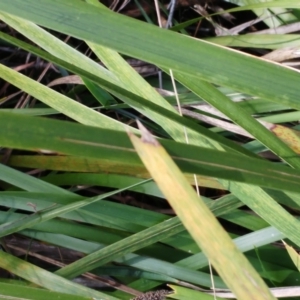 Lomandra longifolia at Hawker, ACT - 29 Jun 2022