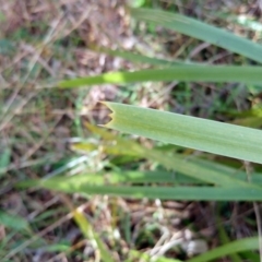 Lomandra longifolia at Hawker, ACT - 29 Jun 2022 10:03 AM