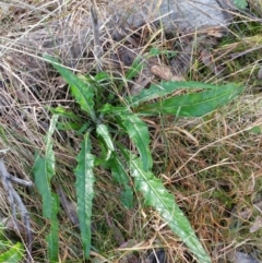 Senecio linearifolius (Fireweed Groundsel, Fireweed) at Hawker, ACT - 5 Jul 2022 by sangio7