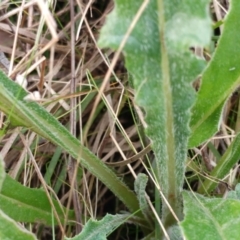 Senecio linearifolius at Hawker, ACT - 5 Jul 2022