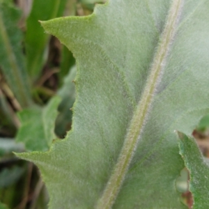 Senecio linearifolius at Hawker, ACT - 5 Jul 2022