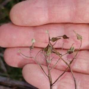 Senecio linearifolius at Hawker, ACT - 5 Jul 2022