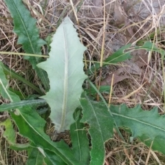 Senecio linearifolius at Hawker, ACT - 5 Jul 2022