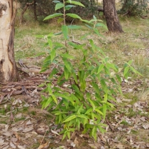 Olearia lirata at Hawker, ACT - 20 Jun 2022