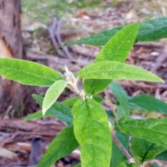 Olearia lirata at Hawker, ACT - 20 Jun 2022