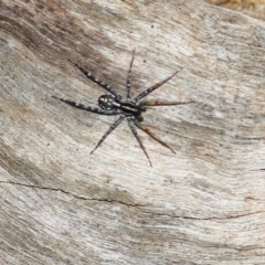 Nyssus coloripes (Spotted Ground Swift Spider) at Wodonga - 30 Jun 2022 by KylieWaldon