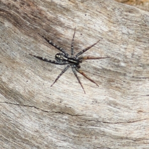 Nyssus coloripes at Wodonga, VIC - 30 Jun 2022