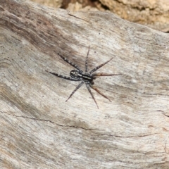 Nyssus coloripes at Wodonga, VIC - 30 Jun 2022