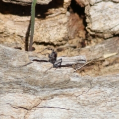 Nyssus coloripes at Wodonga, VIC - 30 Jun 2022