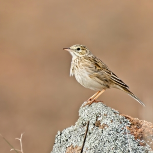 Anthus australis at Stromlo, ACT - 30 Jun 2022 12:04 PM