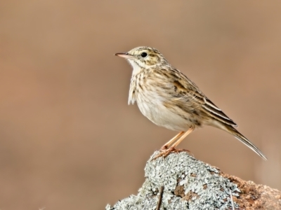 Anthus australis (Australian Pipit) at Stromlo, ACT - 30 Jun 2022 by Kenp12