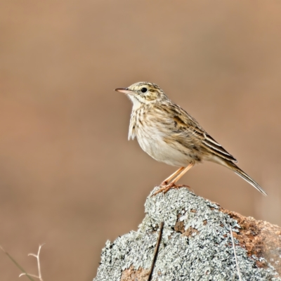 Anthus australis (Australian Pipit) at Lower Molonglo - 30 Jun 2022 by Kenp12