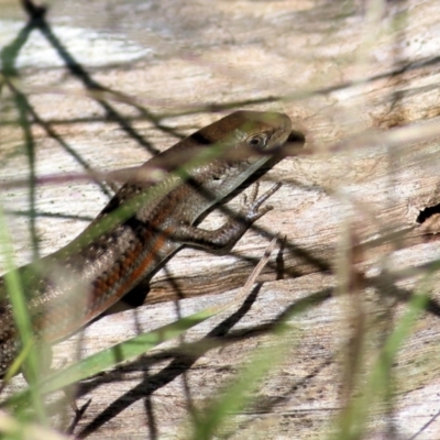 Carlia tetradactyla (Southern Rainbow Skink) at WREN Reserves - 30 Jun 2022 by KylieWaldon