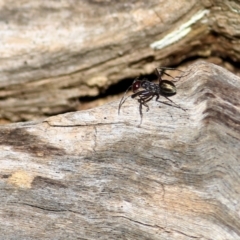 Camponotus suffusus (Golden-tailed sugar ant) at Wodonga, VIC - 30 Jun 2022 by KylieWaldon