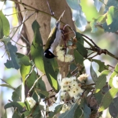 Melithreptus lunatus (White-naped Honeyeater) at Wodonga, VIC - 30 Jun 2022 by KylieWaldon