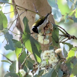 Melithreptus lunatus at Wodonga, VIC - 30 Jun 2022 11:43 AM