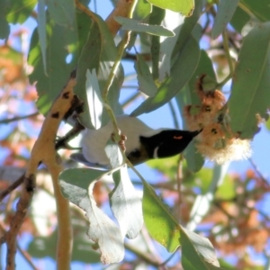 Melithreptus lunatus at Wodonga, VIC - 30 Jun 2022 11:43 AM