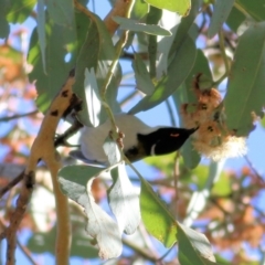 Melithreptus lunatus at Wodonga, VIC - 30 Jun 2022