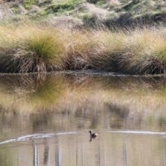 Tachybaptus novaehollandiae (Australasian Grebe) at WREN Reserves - 30 Jun 2022 by KylieWaldon