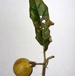 Solanum cinereum at Hawker, ACT - 9 Jul 2022