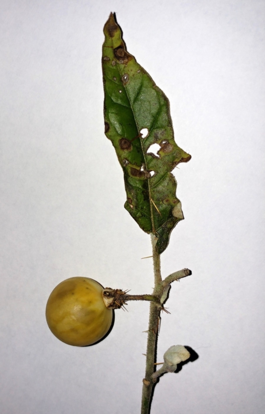 Solanum cinereum at Hawker, ACT - 9 Jul 2022