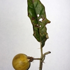 Solanum cinereum (Narrawa Burr) at The Pinnacle - 9 Jul 2022 by sangio7