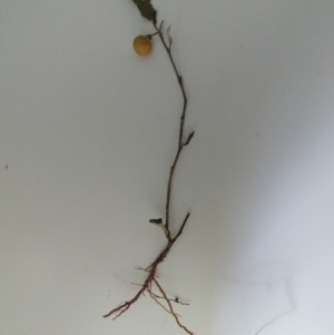 Solanum cinereum at Hawker, ACT - 9 Jul 2022