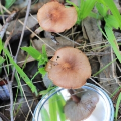 Unidentified Cap on a stem; gills below cap [mushrooms or mushroom-like] at Wodonga, VIC - 30 Jun 2022 by KylieWaldon