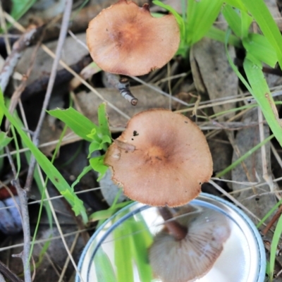 Unverified Cap on a stem; gills below cap [mushrooms or mushroom-like] at Wodonga, VIC - 30 Jun 2022 by KylieWaldon