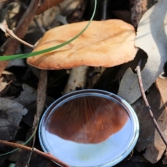 Unidentified Cap on a stem; gills below cap [mushrooms or mushroom-like] at Wodonga - 30 Jun 2022 by KylieWaldon