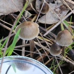 Mycena sp. (Mycena) at Wodonga, VIC - 30 Jun 2022 by KylieWaldon