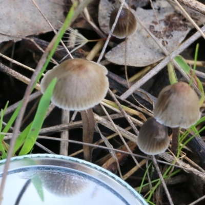 Unidentified Cap on a stem; gills below cap [mushrooms or mushroom-like] at Wodonga, VIC - 30 Jun 2022 by KylieWaldon