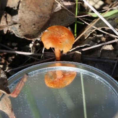 Unidentified Cap on a stem; gills below cap [mushrooms or mushroom-like] at Wodonga - 30 Jun 2022 by KylieWaldon