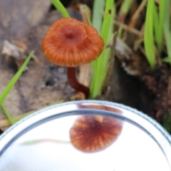 Unidentified Cap on a stem; gills below cap [mushrooms or mushroom-like] at Wodonga, VIC - 30 Jun 2022 by KylieWaldon