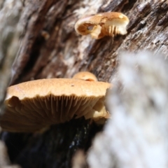 Unverified Cap, gills below, no stem & usually on wood [stemless mushrooms & the like] at Wodonga, VIC - 30 Jun 2022 by KylieWaldon
