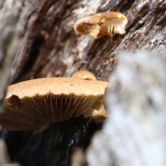 Unidentified Cap, gills below, no stem & usually on wood [stemless mushrooms & the like] at Wodonga, VIC - 30 Jun 2022 by KylieWaldon