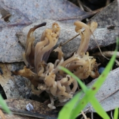 Clavulina sp. (A coral fungus) at Wodonga, VIC - 30 Jun 2022 by KylieWaldon