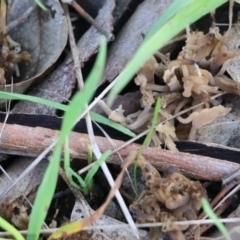 Clavulina sp. at Wodonga, VIC - 30 Jun 2022 11:19 AM