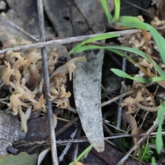 Clavulina sp. at Wodonga, VIC - 30 Jun 2022 11:19 AM