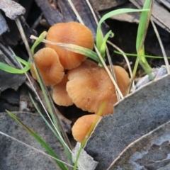 Unidentified Cap on a stem; gills below cap [mushrooms or mushroom-like] at WREN Reserves - 30 Jun 2022 by KylieWaldon