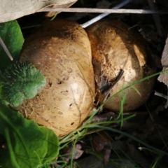 Unidentified Puffball & the like at WREN Reserves - 30 Jun 2022 by KylieWaldon