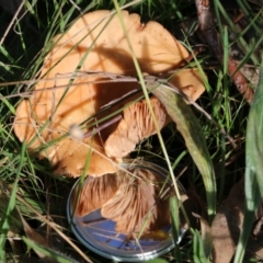 Unidentified Cap on a stem; gills below cap [mushrooms or mushroom-like] at Wodonga - 30 Jun 2022 by KylieWaldon