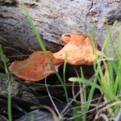 Unidentified Shelf-like to hoof-like & usually on wood at Wodonga - 30 Jun 2022 by KylieWaldon