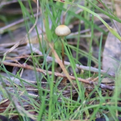 Unidentified Cap on a stem; gills below cap [mushrooms or mushroom-like] at Wodonga, VIC - 30 Jun 2022 by KylieWaldon