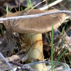 Cortinarius sp. at Wodonga, VIC - 30 Jun 2022 11:54 AM