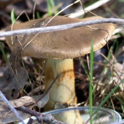 Unidentified Cap on a stem; gills below cap [mushrooms or mushroom-like] at Wodonga, VIC - 30 Jun 2022 by KylieWaldon