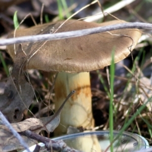 Cortinarius sp. (TBC) at suppressed by KylieWaldon