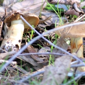 Cortinarius sp. at Wodonga, VIC - 30 Jun 2022