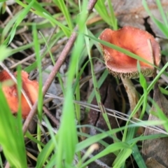 Unidentified Cap on a stem; gills below cap [mushrooms or mushroom-like] at Wodonga - 30 Jun 2022 by KylieWaldon