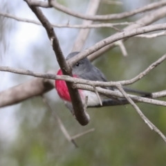 Petroica rosea (Rose Robin) at Coree, ACT - 30 Jun 2022 by AlisonMilton